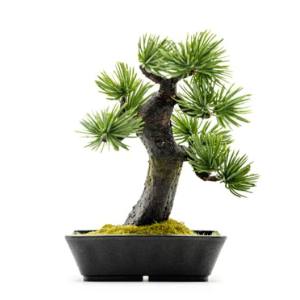 A-BONSAI A-BONSAI Mini Moyogi 五葉松 高15cm メーカー直送 代引不可 北海道沖縄離島不可