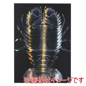 アーテック ArTec アーテック ホログラム スクラッチ ボード 2 150×200mmメタリックフレームセット 12652