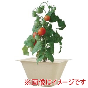 聖新陶芸 聖新陶芸 バガスグリーン ミニトマト 93235