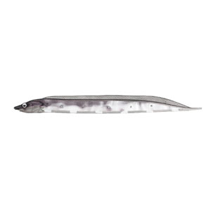 フィッシュアロー Fish Arrow フィッシュアロー フラッシュJ シラス 3インチ SW 104 カタクチイワシ シルバー