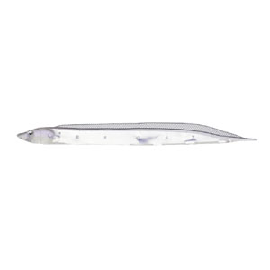 フィッシュアロー Fish Arrow フィッシュアロー フラッシュJ シラス 3インチ SW 146 ケイムラクリア シルバー