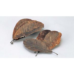 ヤマコー 用美 YAMACO ヤマコー 朴葉 100枚入 M