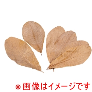 ヤマコー 用美 YAMACO ヤマコー 朴葉 100枚入 L