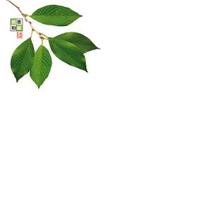 ヤマコー 用美 YAMACO ヤマコー 4寸 抗菌この葉敷紙 桜 100枚入 66782 用美