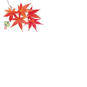 ヤマコー 用美 YAMACO ヤマコー 4寸 抗菌この葉敷紙 赤もみじ 100枚入 66784 用美