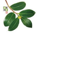 ヤマコー 用美 YAMACO ヤマコー 4寸 抗菌この葉敷紙 つばき 100枚入 66786 用美