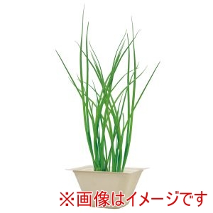 聖新陶芸 聖新陶芸 バガスグリーン ネギ 93234