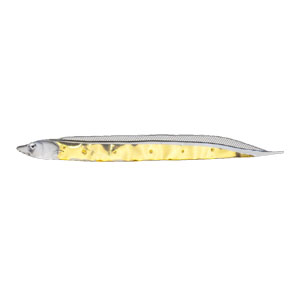 フィッシュアロー Fish Arrow フィッシュアロー フラッシュJ シラス 3インチ SW 148 クリア ゴールド