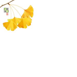 ヤマコー 用美 YAMACO ヤマコー 4寸 抗菌この葉敷紙 いちょう 100枚入 66785 用美